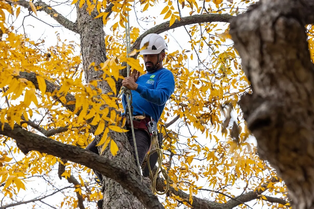 Skilled Tree Planting crew working in Bluffton
